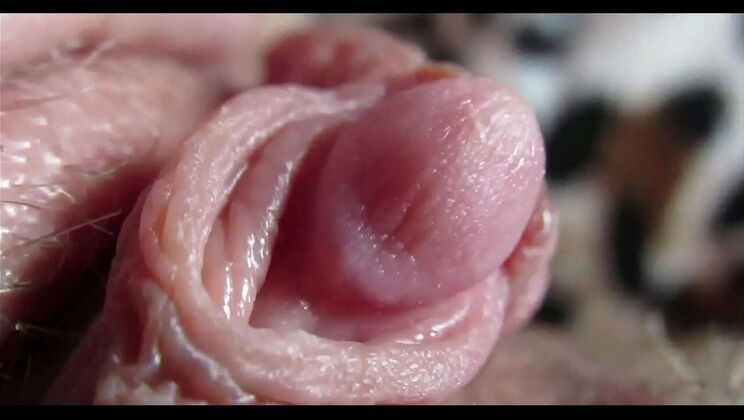 Mrs Cool Pussy Huge Clit Orgasm Close Up Homemade Video